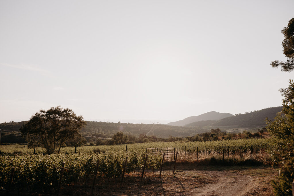 Les vignes du Château de Malmont au coucher du soleil juste avant le repas des mariés